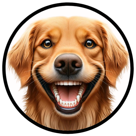 Cachorro